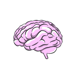 human brain illustration