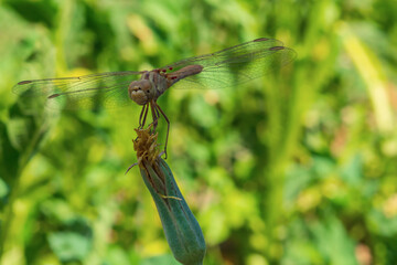 Beautiful bright dragonfly sitting on top of faded flower close-up looking at camera with wings spread to the sides, against the background of blurred yellow green summer sunny natural environment.
