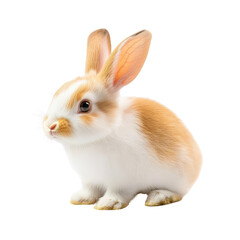 Rabbit isolated on a white background as transparent PNG