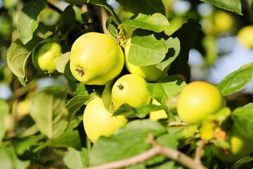 a sunlit bunch of green apples on the branches of an apple tree