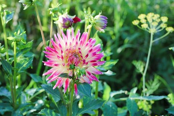 Fototapeta premium red and white autumn flower on a background of green plants close-up