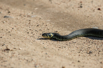 Daytime,side view of a calm yellow-cheeked snake(Natrix natrix), sometimes called the grass snake lying on sandy path in rural environment