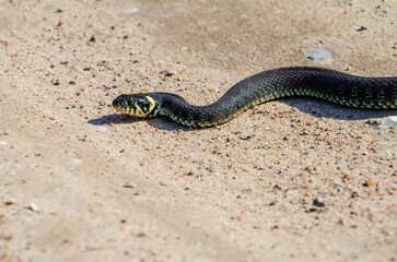 Daytime,side view of a calm yellow-cheeked snake(Natrix natrix), sometimes called the grass snake lying on sandy path in rural environment