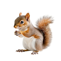 Fototapeta premium Squirrel isolated on a white background as transparent