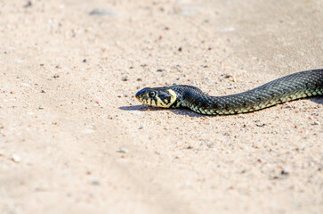 Daytime,side view of a calm yellow-cheeked snake(Natrix natrix), sometimes called the grass snake lying on sandy path in rural environment