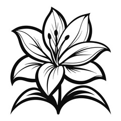 Obraz premium Lily Flower Vector illustration on isolated on white background