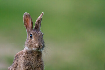 portrait d'un lapin de garenne dans un milieu naturel avec un joli bokeh