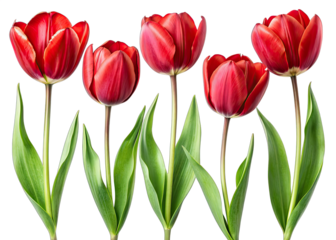 Five red tulip flowers with green leaves are arranged in a row against a white background