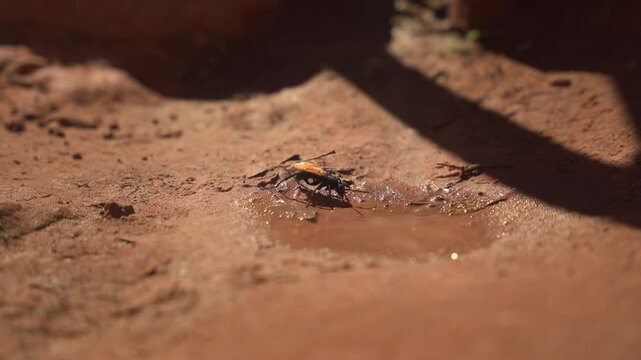 Tarantula hawk wasp drinking from a small muddy puddle on a sunny day