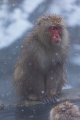 Obraz premium 日本の風景・冬 長野県山ノ内町 地獄谷野猿公苑（スノーモンキーパーク） 