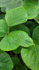 葉の上の雫／drops on a leaf／잎에 방울