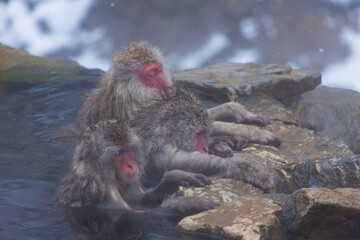 Naklejka premium 日本の風景・冬 長野県山ノ内町 地獄谷野猿公苑（スノーモンキーパーク） 