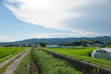 Agriculture green rice field under blue sky