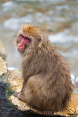 Fototapeta premium 日本の風景・冬 長野県山ノ内町 地獄谷野猿公苑（スノーモンキーパーク） 