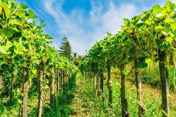 green rows of plantation farmland with young plant growth. farm landscape of agricultural countryside