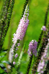 Pink veronica flower spike with green foliage in the background