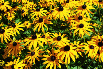 A field of bright yellow coneflower flowers with dark centers are in full bloom