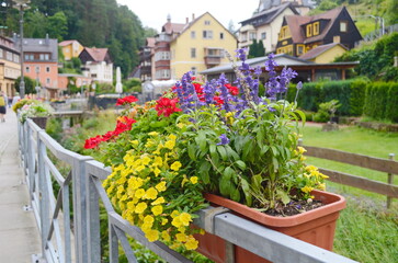 Colorful flowers of geranium Pelargonium zonal,Petunia, and Sanvitalia in a basket