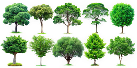 Collection of Green Trees