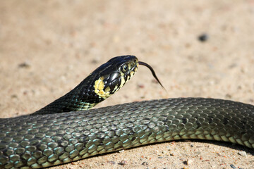 Close-Up of calm yellow-cheeked snake(Natrix natrix), sometimes called the grass snake, head resting on a sunlit sandy surface in rural outdoors, captured at eye level, horizontal