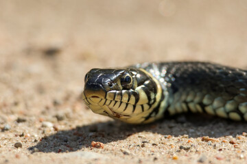 Close-Up of calm yellow-cheeked snake(Natrix natrix), sometimes called the grass snake, head...