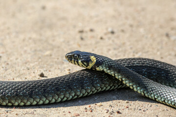 Close-Up of calm yellow-cheeked snake(Natrix natrix), sometimes called the grass snake, head resting on a sunlit sandy surface in rural outdoors, captured at eye level, horizontal