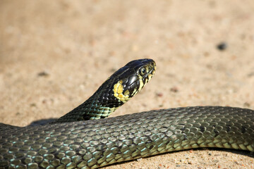 Close-Up of calm yellow-cheeked snake(Natrix natrix), sometimes called the grass snake, head...