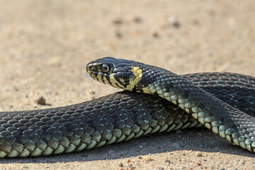 Close-Up of calm yellow-cheeked snake(Natrix natrix), sometimes called the grass snake, head resting on a sunlit sandy surface in rural outdoors, captured at eye level, horizontal