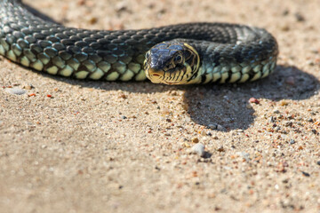 Close-Up of calm yellow-cheeked snake(Natrix natrix), sometimes called the grass snake, head resting on a sunlit sandy surface in rural outdoors, captured at eye level, horizontal