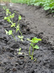 freshly planted celery seedlings in the vegetable garden