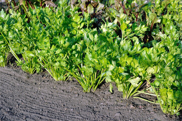 close-up of growing celery plantation (leaf vegetables)  in the vegetable garden at sunny day