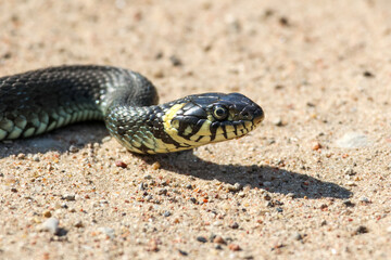 Close-Up of calm yellow-cheeked snake(Natrix natrix), sometimes called the grass snake, head resting on a sunlit sandy surface in rural outdoors, captured at eye level, horizontal