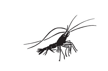 Graphical silhouette of shrimp isolated on white background,vector illustration. Seafood