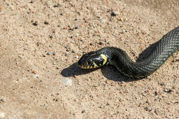 Close-Up of calm yellow-cheeked snake(Natrix natrix), sometimes called the grass snake, head resting on a sunlit sandy surface in rural outdoors, captured at eye level, horizontal
