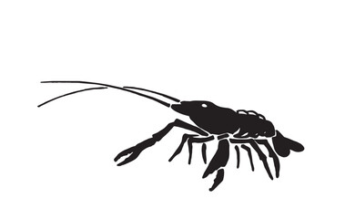 Graphical silhouette of shrimp isolated on white background,vector illustration. Seafood