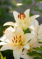 Obraz premium white lily flower 