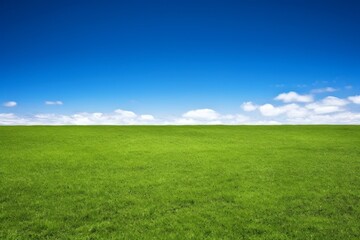 Obraz premium Serene Green Field Under Blue Sky - Nature Photography