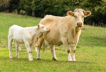 Mother cow looking anxious as hikers walk on a public footpath across the field as her young calf...