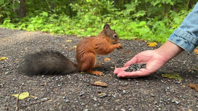 Close-up wild red squirrel eats seeds from female hand in the park. 4K footage