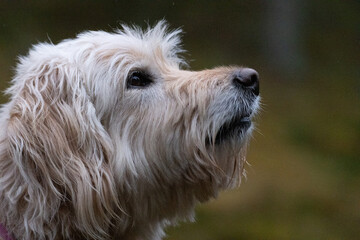 Labradoodle waiting