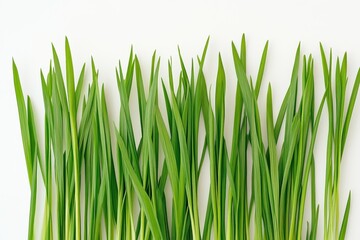 Fototapeta premium A vibrant display of green grass blades against a white background.