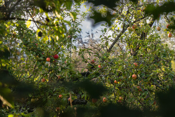 View of an old apple tree in August. Close.up, taken near Stuttgart in the evening sun.
