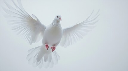 Obraz premium Flying white dove with wings spread wide, set against an abstract white-light grey background, creating a serene and peaceful scene