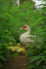 The ducklings and the mother duck went out to find food on the farm.