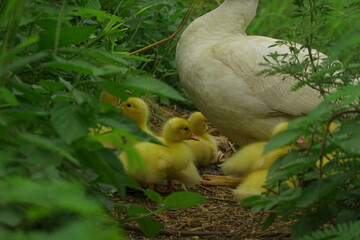 The ducklings and the mother duck went out to find food on the farm.