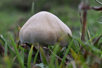 mushroom in the grass