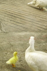 duck went out to find food on the farm.