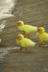 The ducklings and the mother duck went out to find food on the farm.