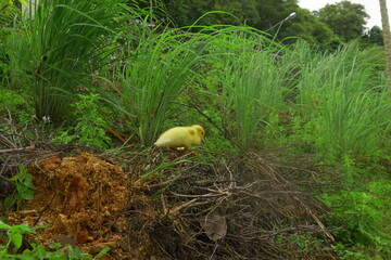 The ducklings and the mother duck went out to find food on the farm.