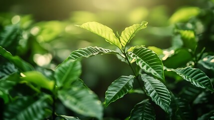 Fototapeta premium Lush and fresh green coffee leaves in a coffee plantation : Generative AI